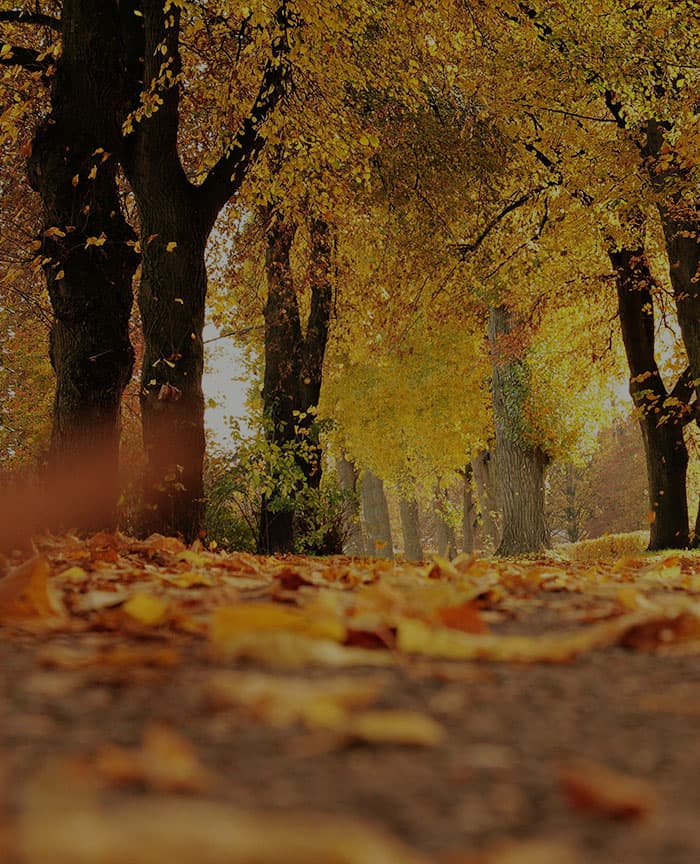 A quiet tree-lined path covered with autumn leaves